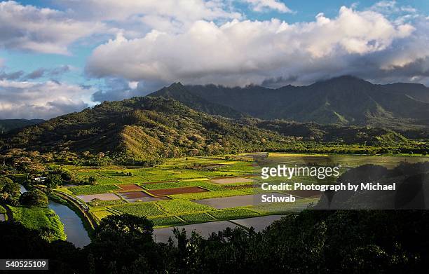 taro fields in hanalei valley, kauai - hanalei national wildlife refuge stock pictures, royalty-free photos & images