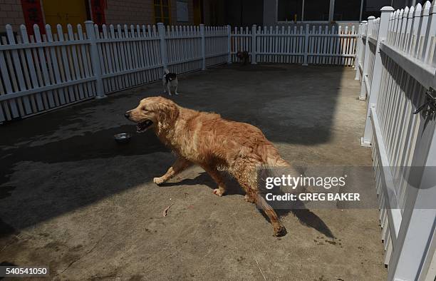 This photo taken on May 10, 2016 shows a dog at a dog shelter set up by animal activists in Yulin, in China's southern Guangxi region. International...