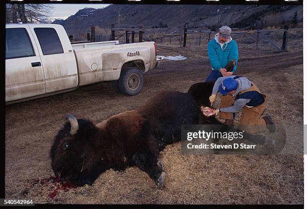 Department of Agriculture officials test a dead buffalo for Brucellosis, an infectious disease to domestic livestock.