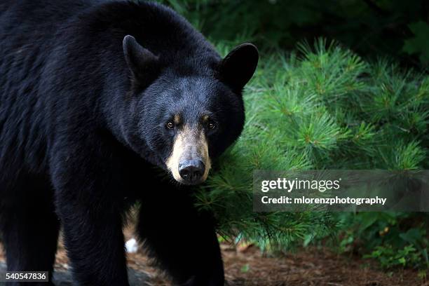 female black bear - black bear stock pictures, royalty-free photos & images