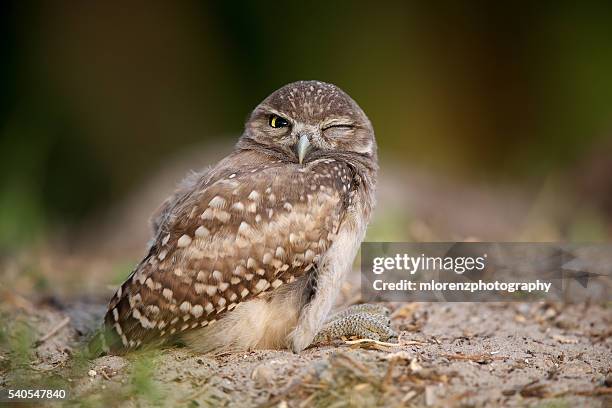 winking owl - cape coral stockfoto's en -beelden