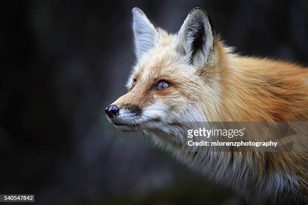 red fox portrait - fox bildbanksfoton och bilder