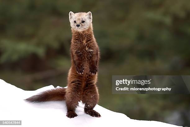 stand tall - martens stock pictures, royalty-free photos & images