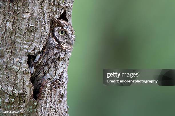 master of disguise - camouflage stock pictures, royalty-free photos & images