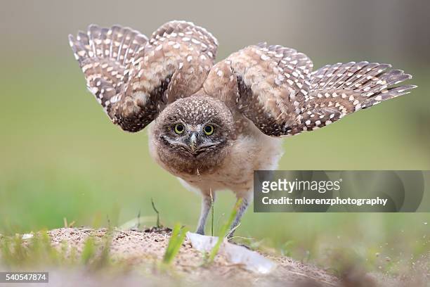 funny owlet - holenuil stockfoto's en -beelden