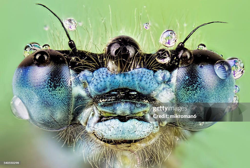 Enallagma cyathigerum (common blue damselfly), close-up
