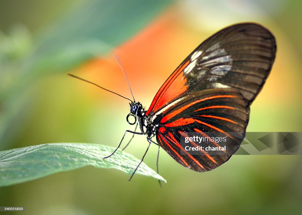 Beautiful butterfly