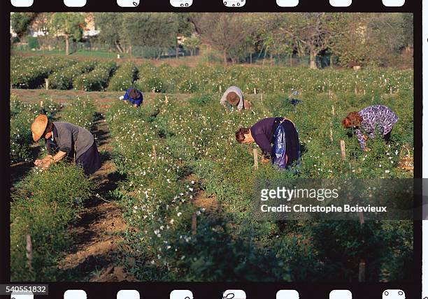 Workers Picking Jasmine