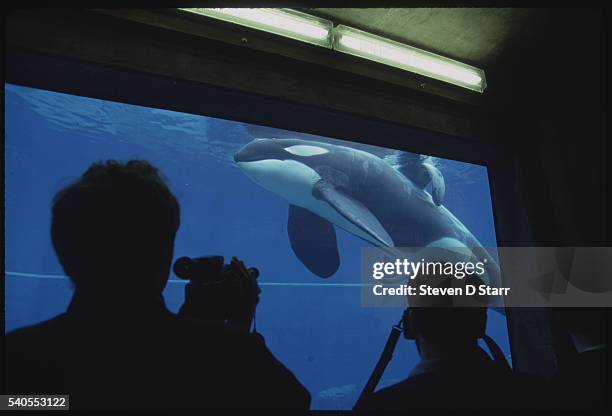 Newport, Oregon: Oregon Coast Aquarium. Keiko the killer whale, and star of Free Willy is being transported to his new rehabilitation pool, a two...