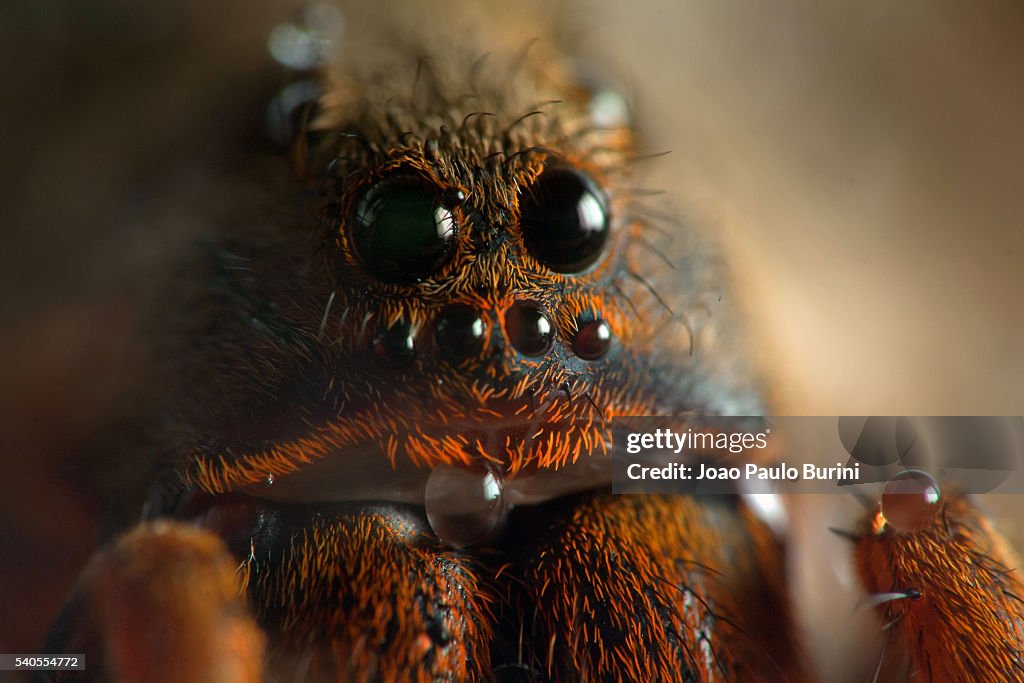 Wolf spider eyes (Lycosa erythrognatha)