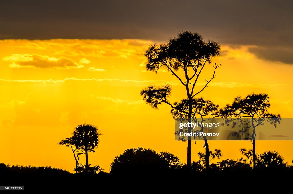 Kissimmee Prairie