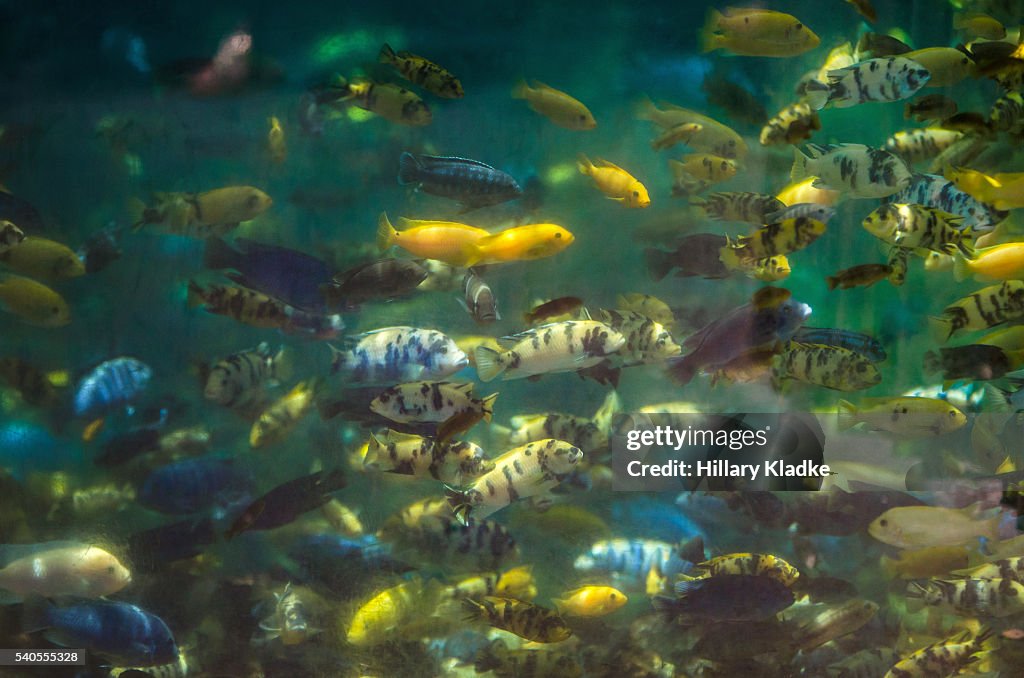 School of African Cichlids