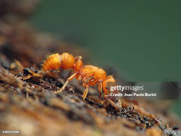 Rimo Ant 265 Predator Ant Stock Photos, High-Res Pictures, and Images - Getty Images