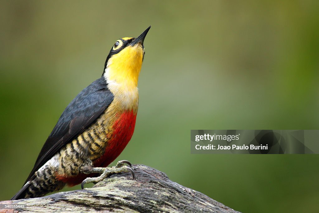 Melanerpes flavifrons (yellow fronted woodpecker)
