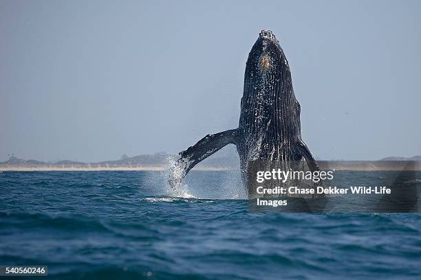 humpback whale breaching - carmel california photos et images de collection