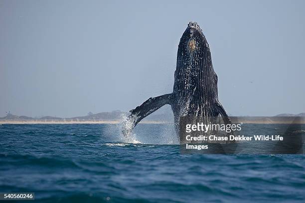 humpback whale breaching - moss landing stock pictures, royalty-free photos & images