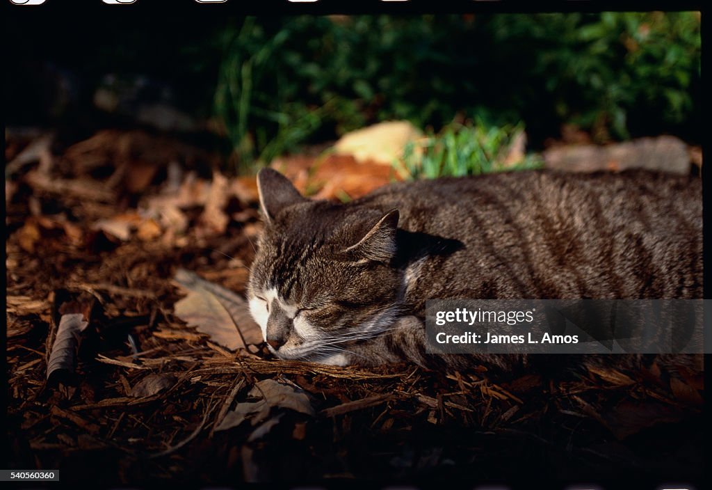 Cat Sleeping on Bark