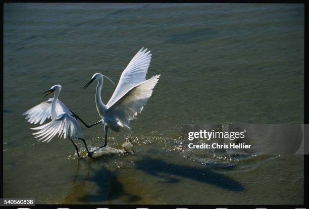 little egrets - little egret (egretta garzetta) stock pictures, royalty-free photos & images