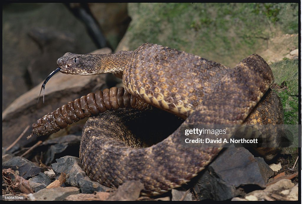 Tiger Rattlesnake Displaying Its Tongue