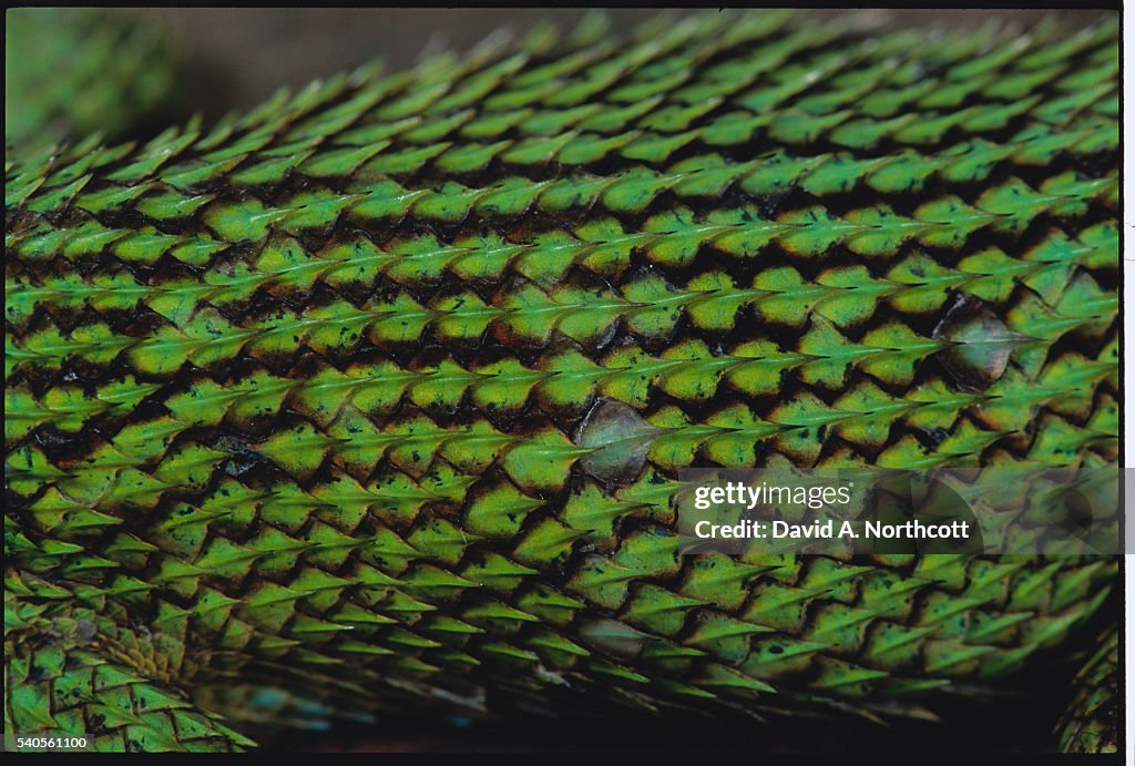 Scales of an Green Spiny Lizard