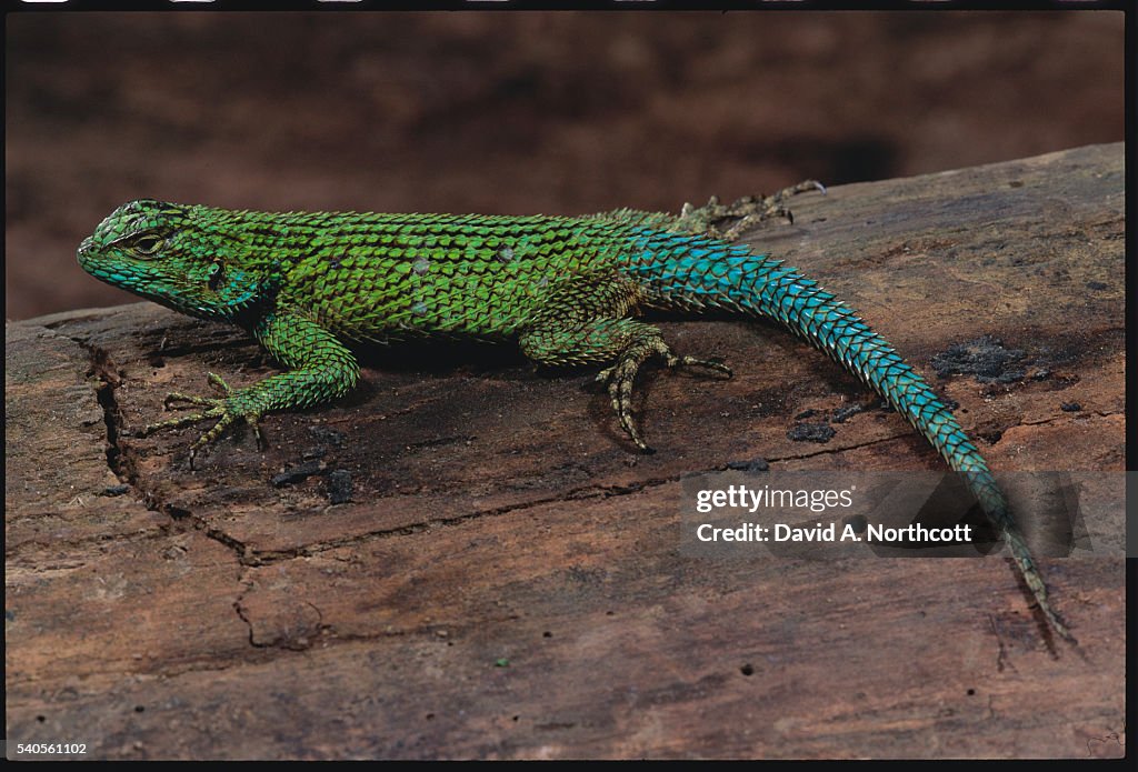 Green Spiny Lizard