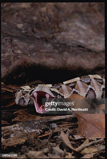 gaboon viper with open mouth - snake mouth open stock pictures, royalty-free photos & images