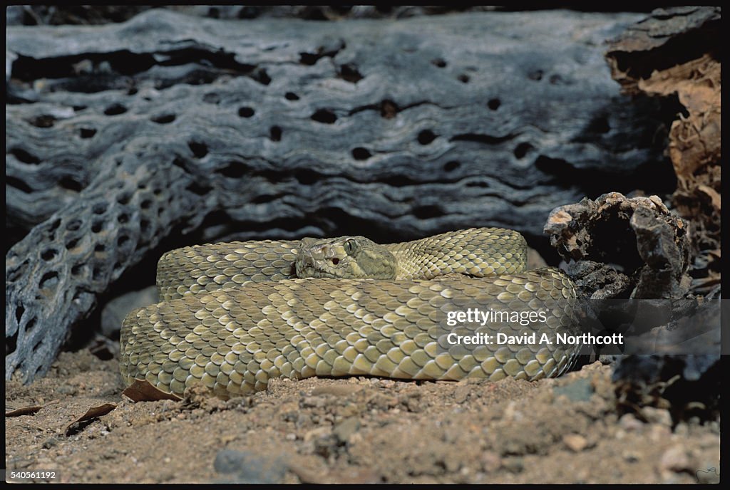 Coiled Mojave Green Rattlesnake