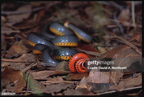 coiled regal ring-neck snake on leaves - ringneck snake stock pictures, royalty-free photos & images
