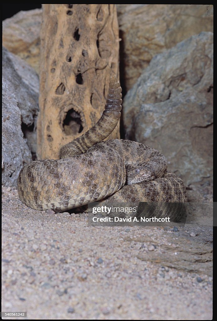 Coiled Tiger Rattlesnake