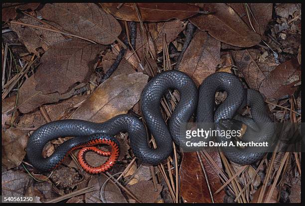 13 fotos e imágenes de Ringneck Snake Getty Images