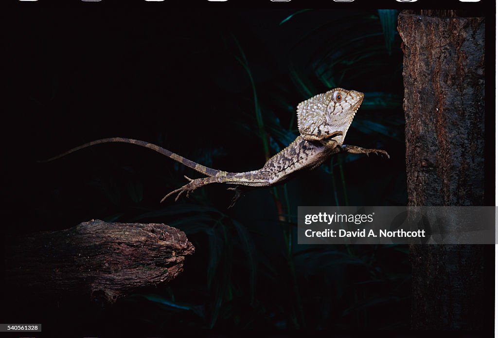 Smooth-headed Helmeted Iguana Jumping