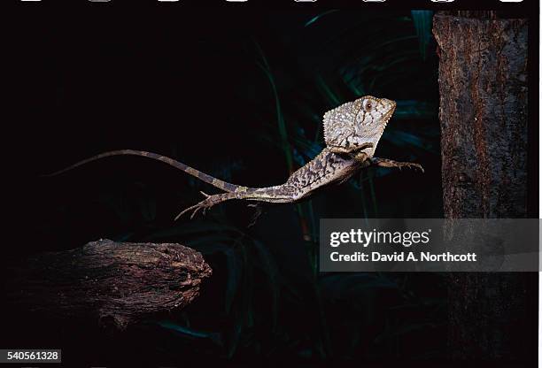 smooth-headed helmeted iguana jumping - helmeted iguana stock pictures, royalty-free photos & images