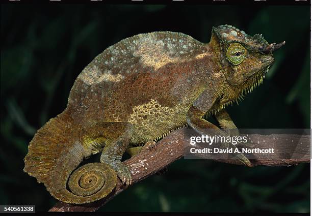 four-horn chameleon - four horned chameleon stock pictures, royalty-free photos & images