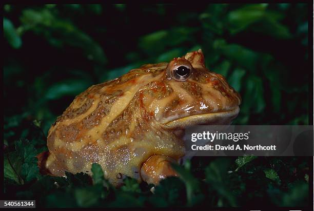 cranwell's horn frog - horned frog stock pictures, royalty-free photos & images