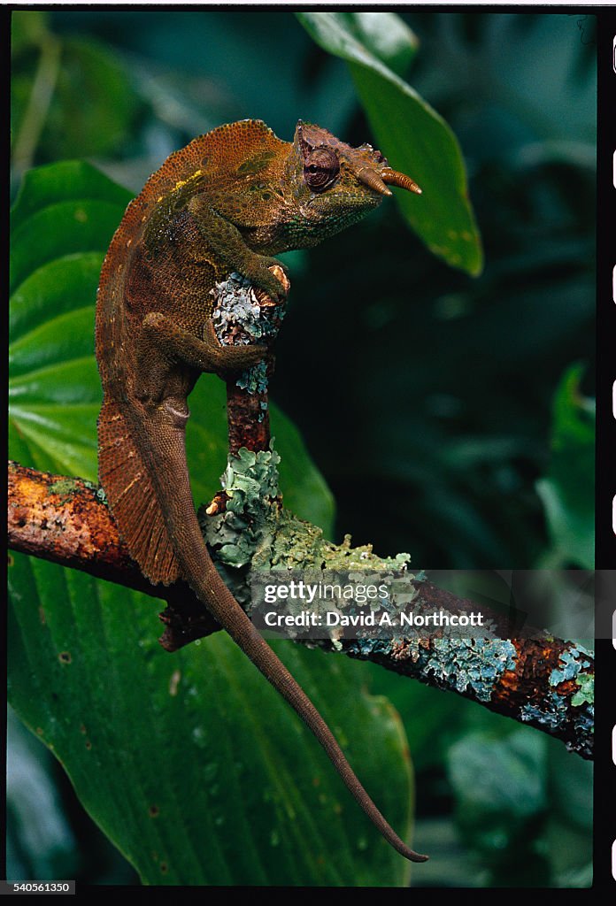 Mountain Chameleon on Branch