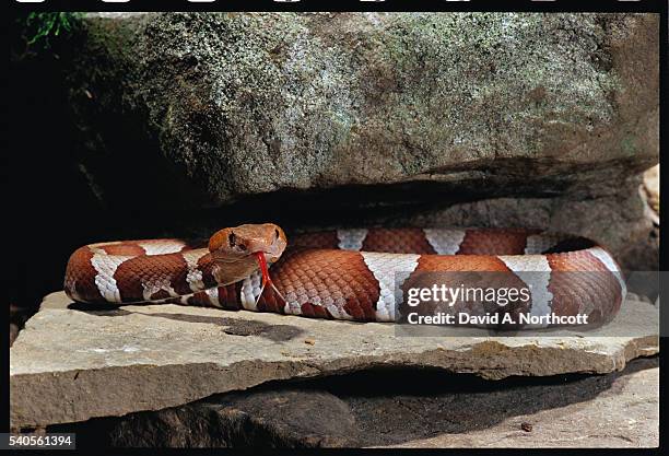 trans-pecos copperhead among rocks - trans-pecos stock pictures, royalty-free photos & images