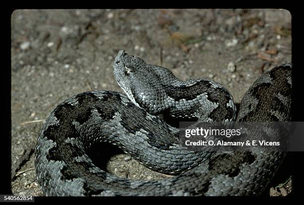 common adder - alamany stockfoto's en -beelden