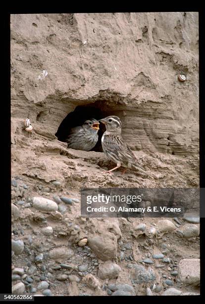 rock sparrows - alamany stockfoto's en -beelden