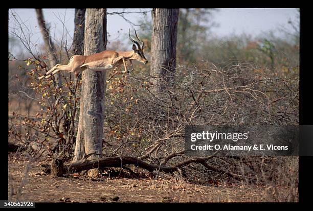 male impala antelope in mid leap - alamany stockfoto's en -beelden