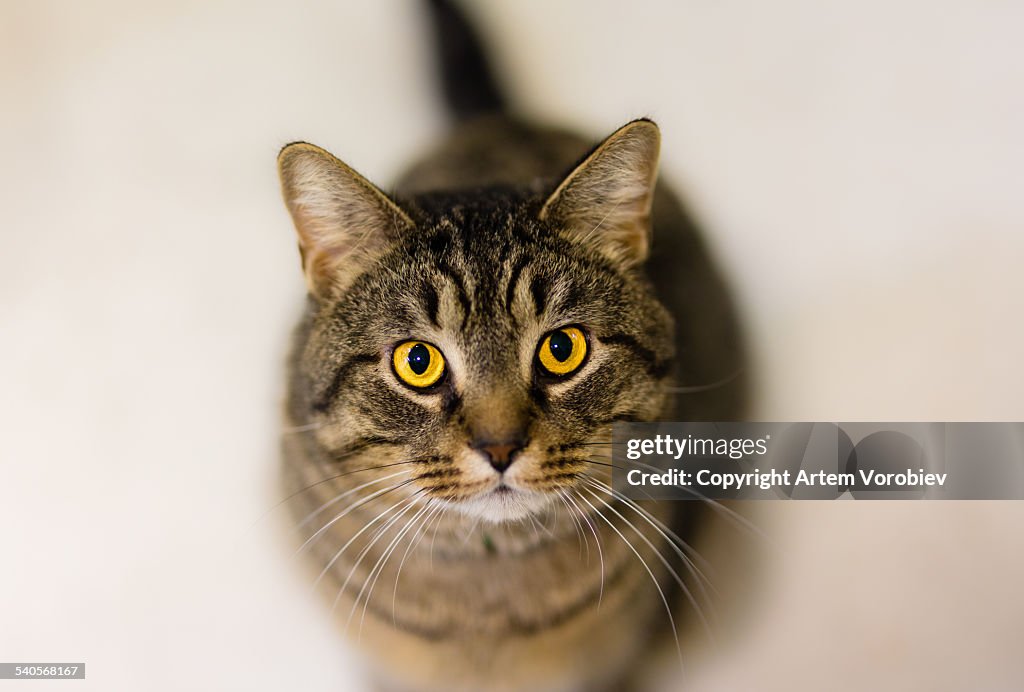 Shelter cat waiting to be rescued