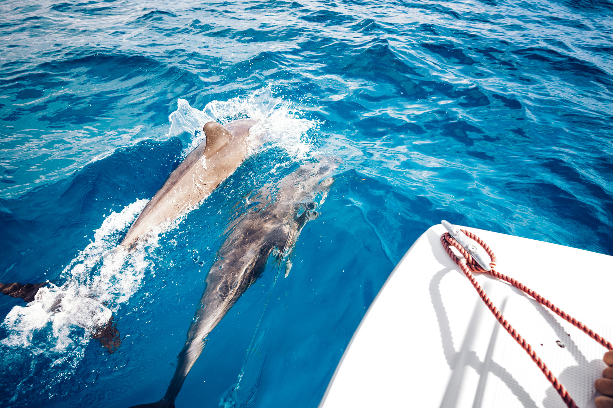 dolphin tour
