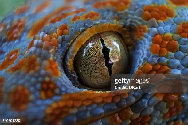 geco tokay (gekko geco) - animal eye foto e immagini stock