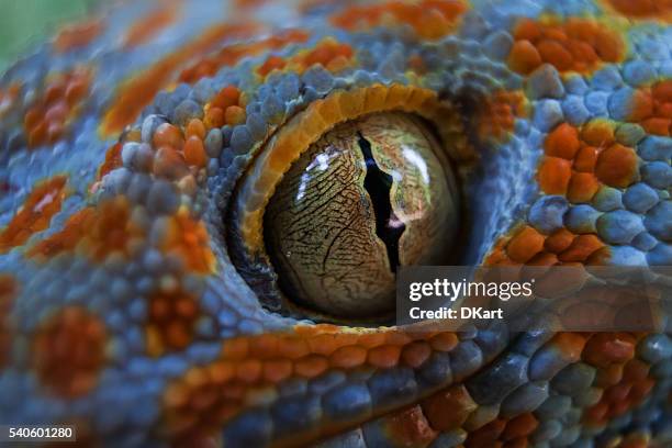 tokay gecko (gekko gecko) - east african chameleon stock pictures, royalty-free photos & images