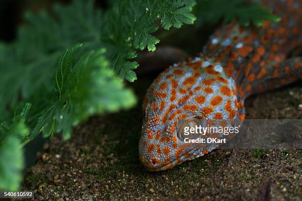tokay gecko (gekko gecko) - terrarium stock pictures, royalty-free photos & images