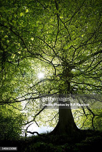 glowing canopy of a mature beech tree - tree canopy pattern fotografías e imágenes de stock