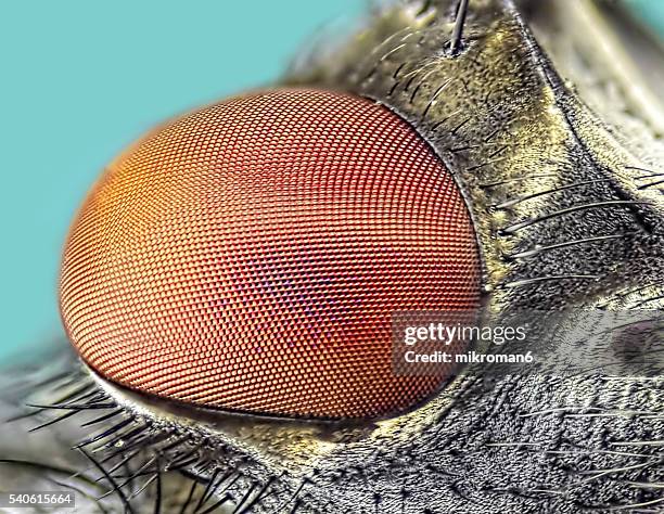 127 House Fly Magnified Stock Photos, High-Res Pictures, and Images ...