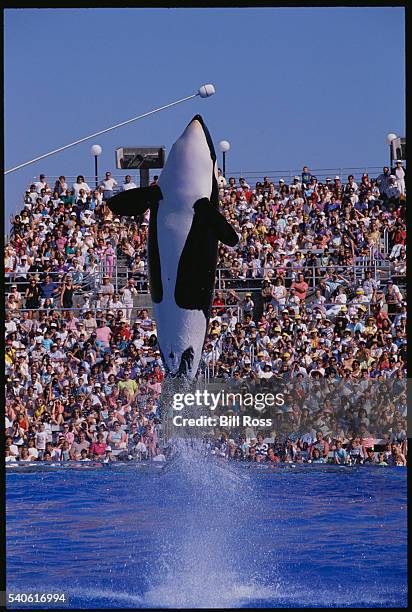 shamu performing at seaworld - shamu san diego stock pictures, royalty-free photos & images