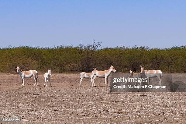 endangered asiatic wild ass or onager. little rann of kutch, gujarat, india - dhrangadhra stock pictures, royalty-free photos & images