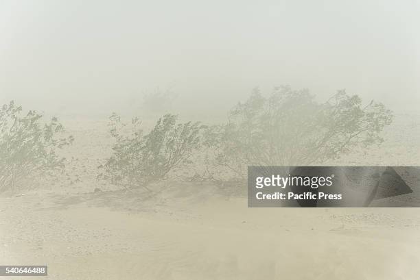 Dust storm with no visibility closed SR190 between Stovepipe Wells and Panamint Springs in Death Valley on June 15 in CA, United States. Dangerous,...