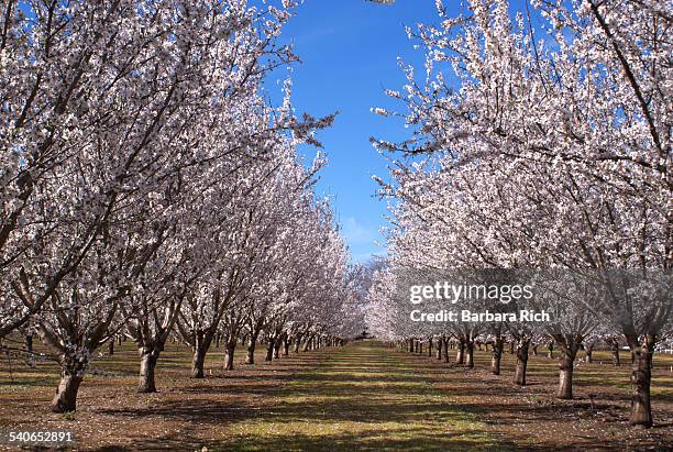 rows of california almond trees in bloom - almond orchard stock pictures, royalty-free photos & images